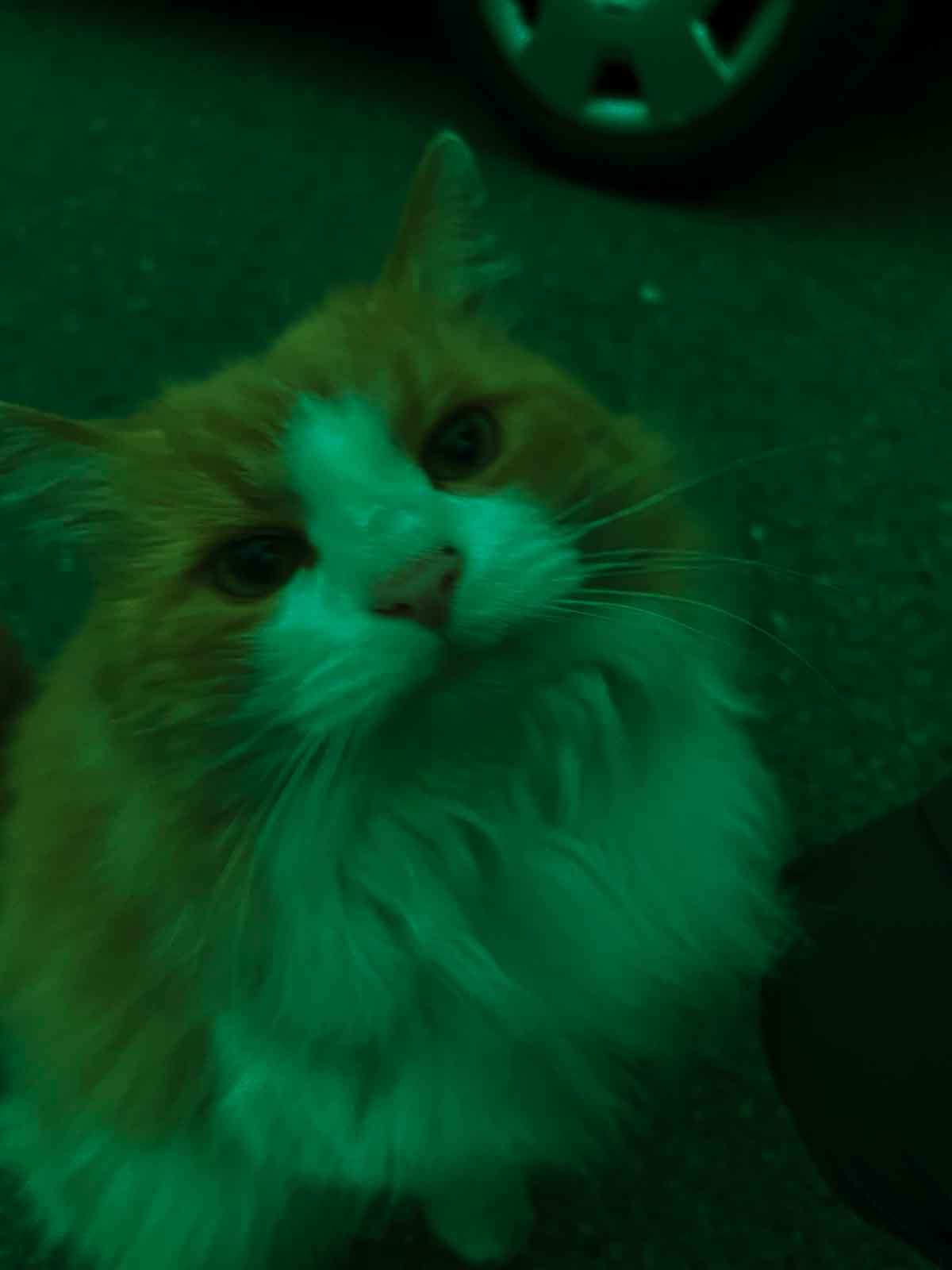 gatman