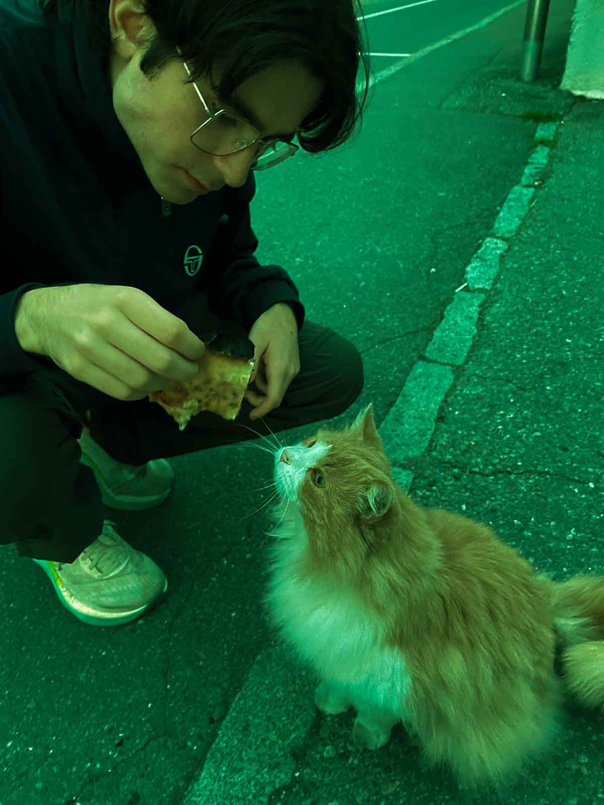 gatto
